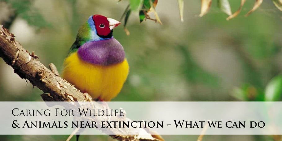 Caring for Wildlife and Animals Near Extinction - What We Can Do